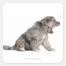 Recherche de petit chien autocollants Animaux domestiques