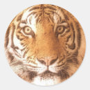 Recherche de visage tigre autocollants Sauvage