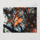 Recherche de érable rouge cartes postales Arbre