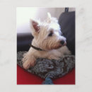 Recherche de westie cartes postales Écossais