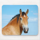 Recherche de but photographie Cheval