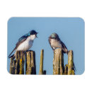 Recherche de hirondelles magnets Animal