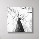 Recherche de arbre noir et blanc posters toiles Moderne