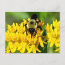 Recherche de abeilles sauvages cartes postales Fleur sauvage