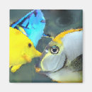 Recherche de poissons tropicaux magnets Cuisine
