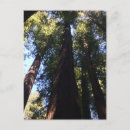 Recherche de séquoias géants cartes postales Arbres