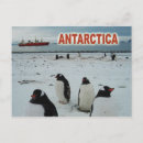 Recherche de pingouins cartes postales glace