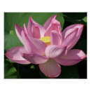 Recherche de lotus flower posters Rose