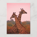 Recherche de afrique girafes cartes postales Rose