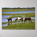 Recherche de chevaux sauvages posters Assateague