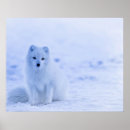 Recherche de renard arctique art Blanc