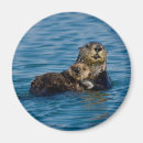 Recherche de loutres magnets Océan pacifique