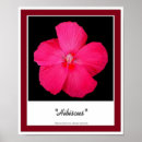 Recherche de de ketmie posters Fleur