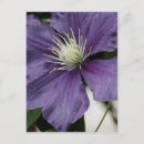 Recherche de clematis cartes postales Nature