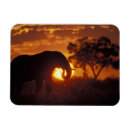 Recherche de parc national chobe magnets Crépuscule