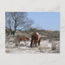 Recherche de poulain cartes postales Plage