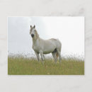 Recherche de cheval blanc cartes postales Équestre