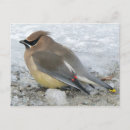 Recherche de jaseur cartes postales Photographie
