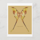 Recherche de moon cartes postales Nature