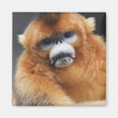 Recherche de focalisation magnets Animaux