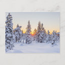 Recherche de conifère cartes postales Hiver