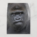 Recherche de gorille sauvage cartes postales Animaux sauvages