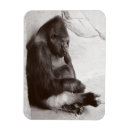 Recherche de primate magnete Animal africain