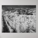 Recherche de vignoble posters Blanc