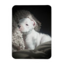 Recherche de aimant de boxeur magnets Mignon
