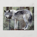Recherche de photo de loup cartes postales Animal