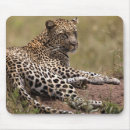 Recherche de panthera électronique Carnivore