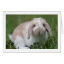 Recherche de rabbit photographie Mignon