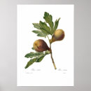 Recherche de figues posters Illustration