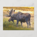 Recherche de orignaux de taureau cartes postales Automne