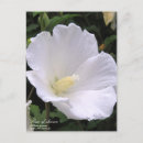 Recherche de sharon posters Hibiscus