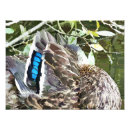 Recherche de duck posters Canards