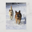 Recherche de chien neige cartes postales Chiens