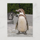 Recherche de marron cartes postales Oiseau