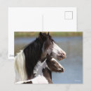 Recherche de gypsy cartes postales Bob langrish