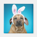 Recherche de oreilles de lapin magnets Animaux