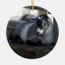 Recherche de chèvre de ornements Animal