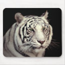 Recherche de tigre bengale tapis souris Félin