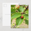 Recherche de coccinelles cartes postales Toute personne