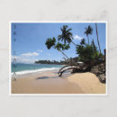 Recherche de photo de palmier cartes postales Palmiers