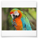 Recherche de ara art Animaux