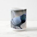 Recherche de pigeons tasses Oiseau
