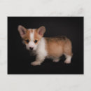 Recherche de tiny cartes postales Pembroke welsh corgi