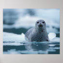 Recherche de mammifères marins posters Alaska