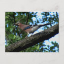 Recherche de chen cartes postales Oiseau