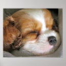 Recherche de cavalier spaniel king charles posters Puppy